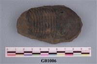 藏品(小型三葉蟲化石)的圖片